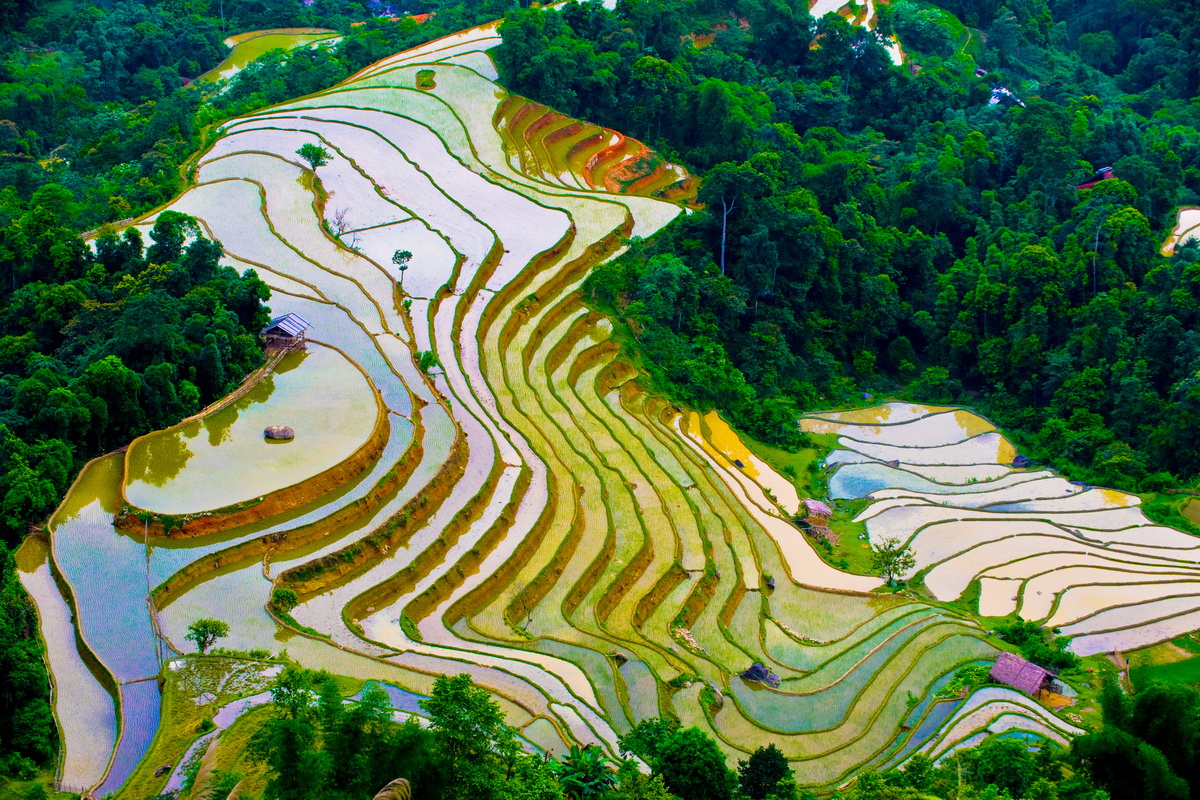 Sapa terraced fields