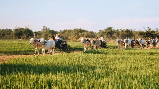 Experience Ox Cart Ride In Kampong Tralach