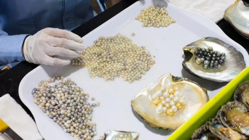 Pearl cultivating process
