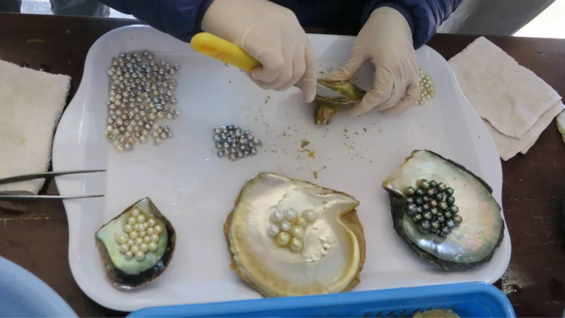Pearl harvesting in Halong Bay