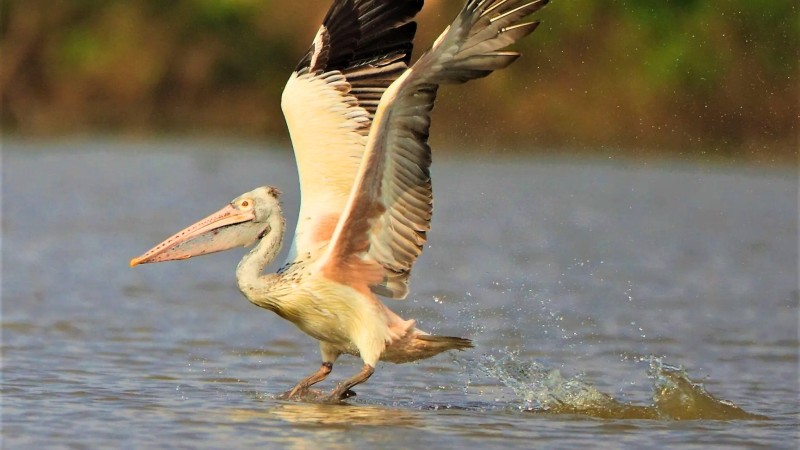 Prek Toal Core Bird Reserve