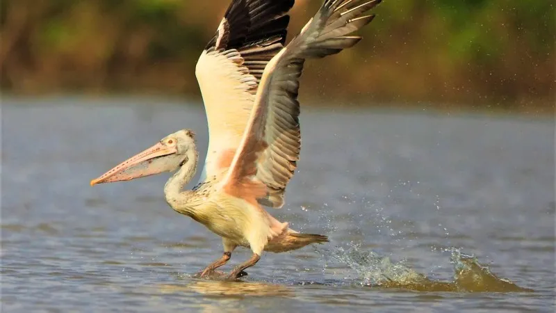 Prek Toal Core Bird Reserve