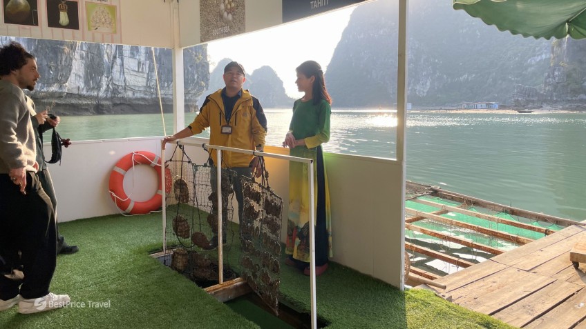 Cycad Cruise: Learn about Pearl-raising process