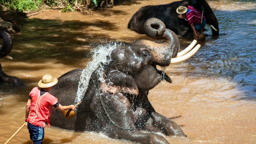 Pakbeng Elephant Park Sanctuary