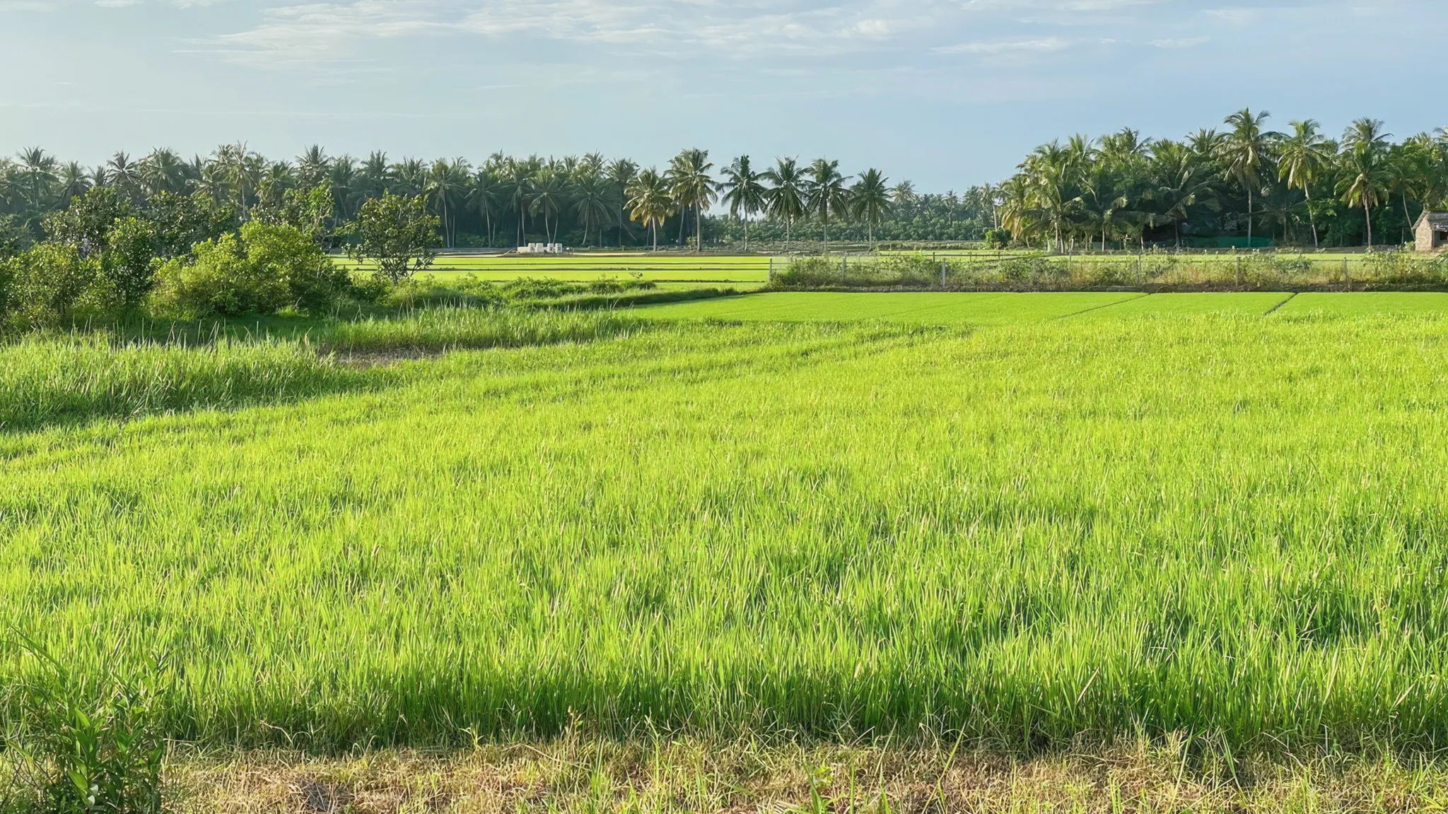Vast and green paddy field