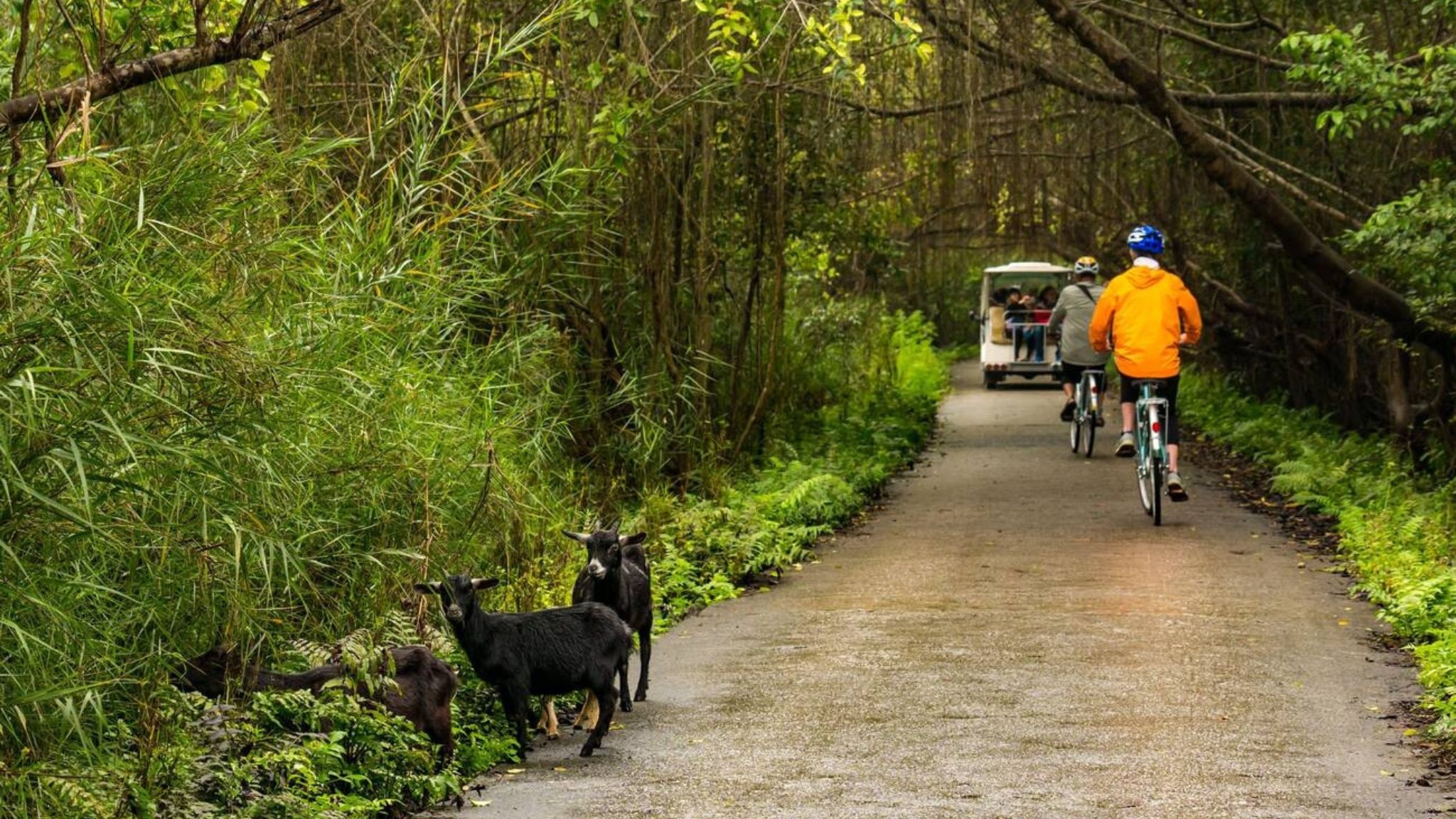 You can either ride a bike or join an electric car tour to explore Viet Hai Village.