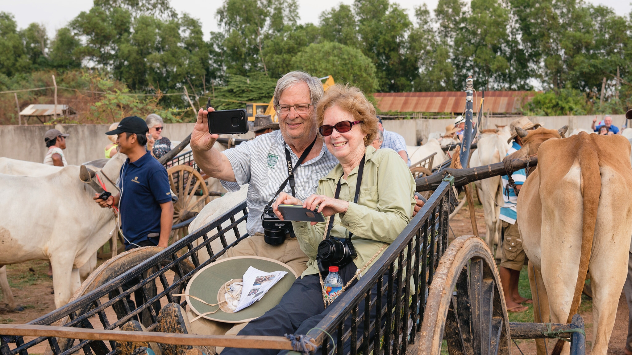 Happy Couples On The Ox Cart