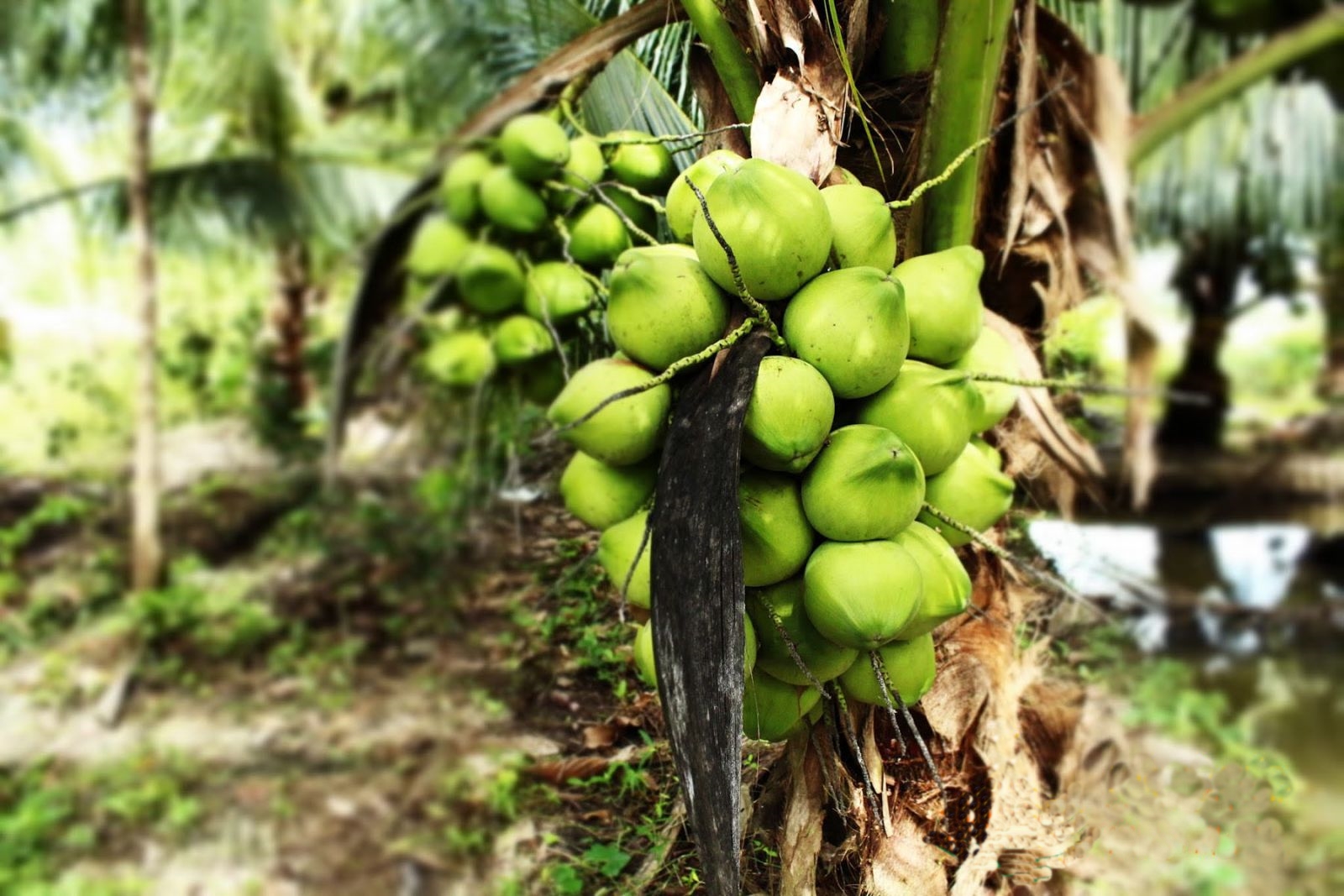 Coconut Garden in Ben Tre