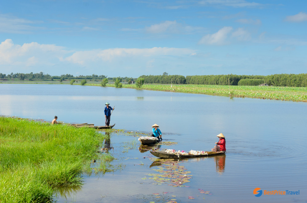 Rice Fields in Cai Be