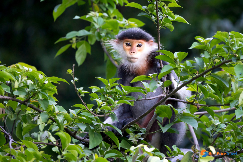 Red-Shanked Douc in Son Tra