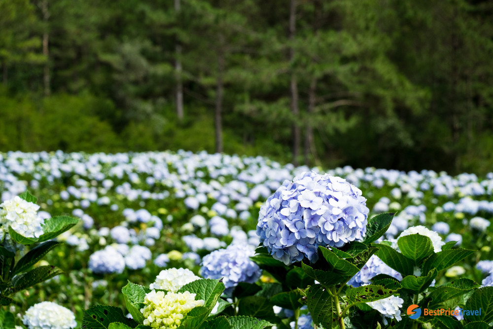 Flower season in Da Lat