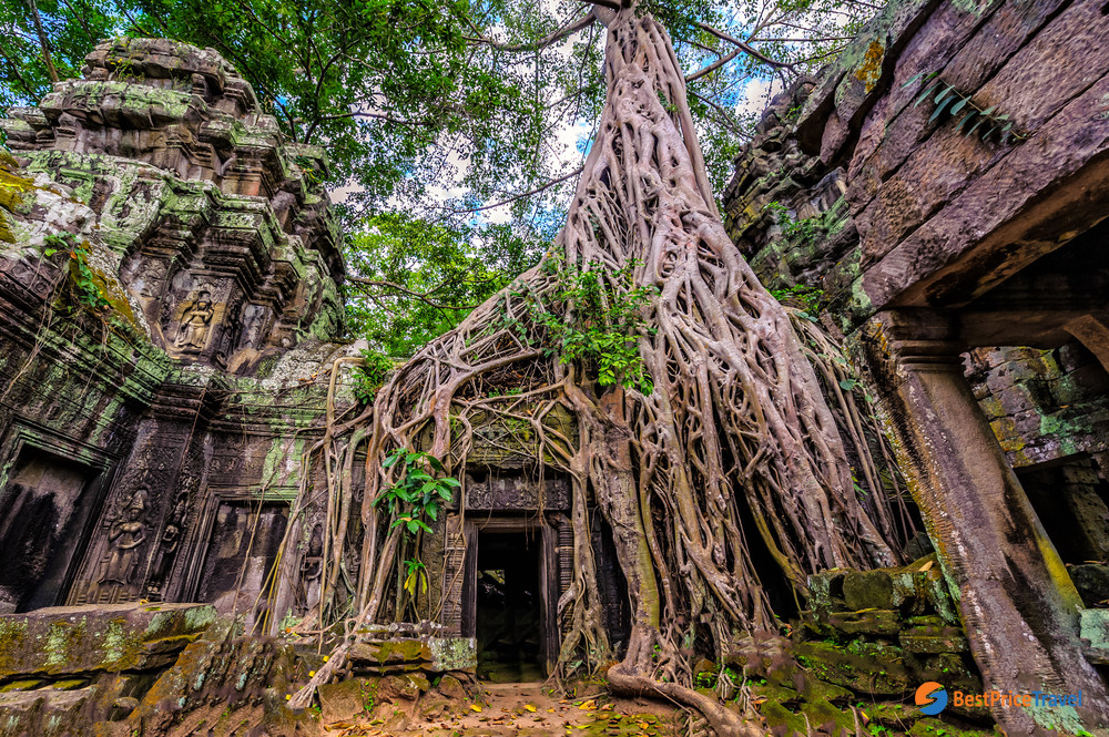 The enormous tree roots at&nbsp;stone entrance gate