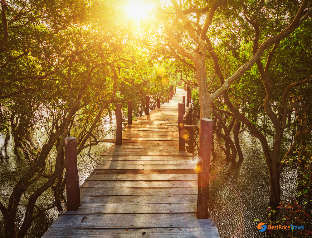 Sunset view from the wooden bridge in the jungle of mangrove trees
