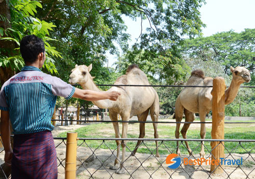 Yangon Zoological Gardens