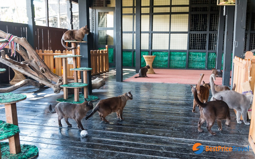 A group of Burmese Cats are playing in the house