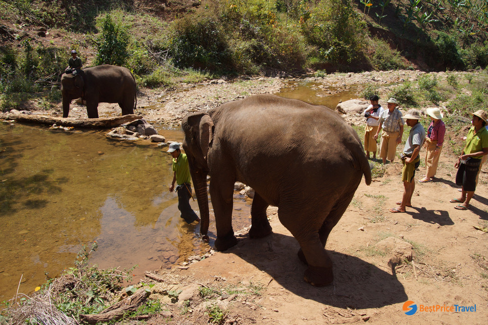 Elephant Camp in Kalaw
