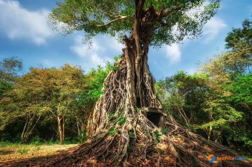 Giant Banyan Trees