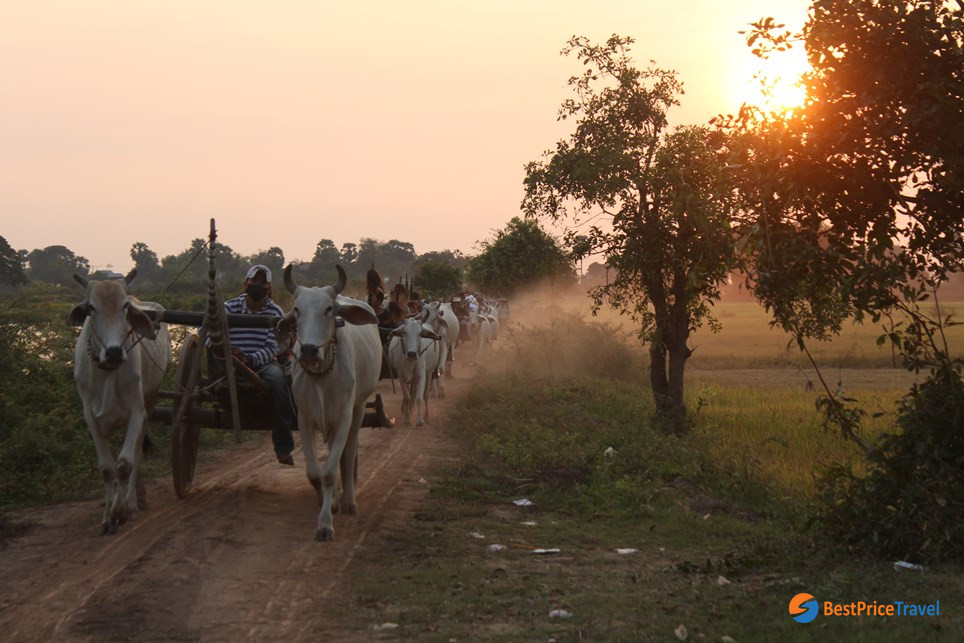 An oxcart ride is a common means of transportation in Kampong Tralach