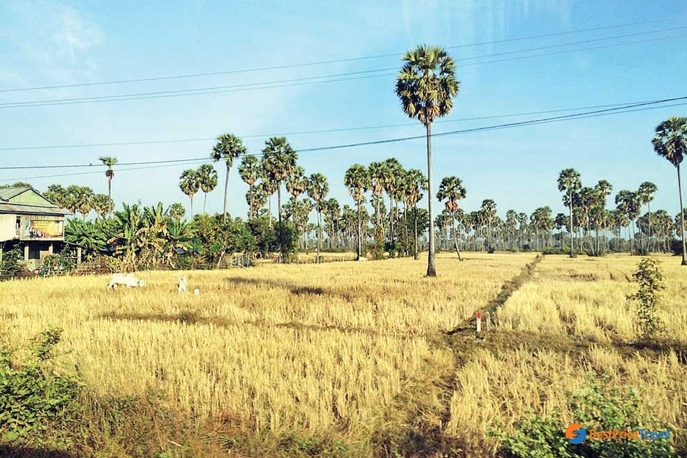 Rice paddies in Kampong Chhnang