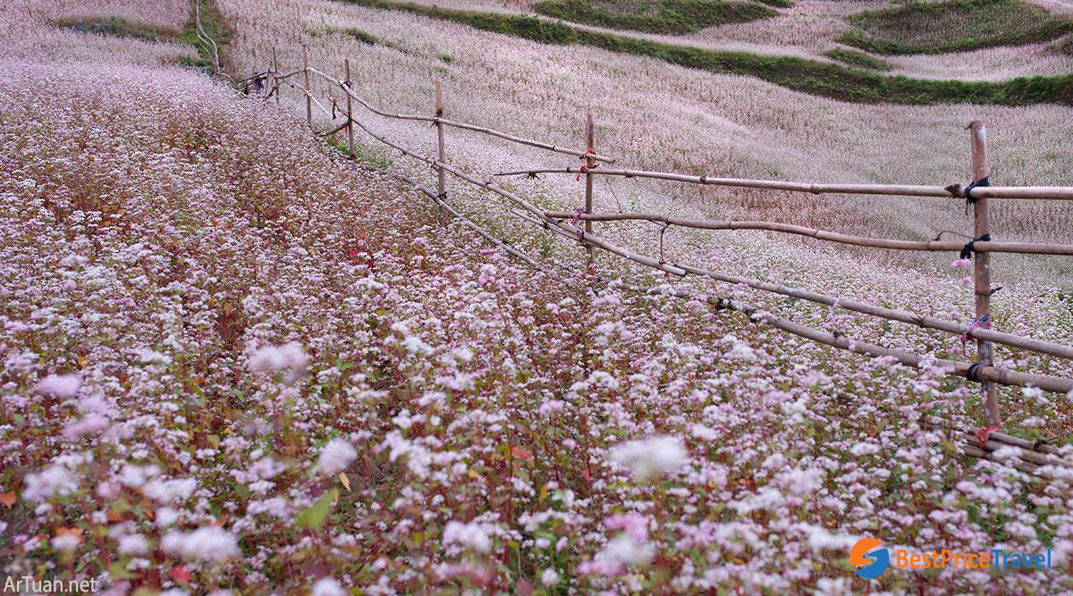 Tam Giac Mach Flower In Mu Cang Chai