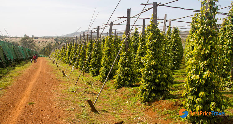 Kampot Pepper Farm