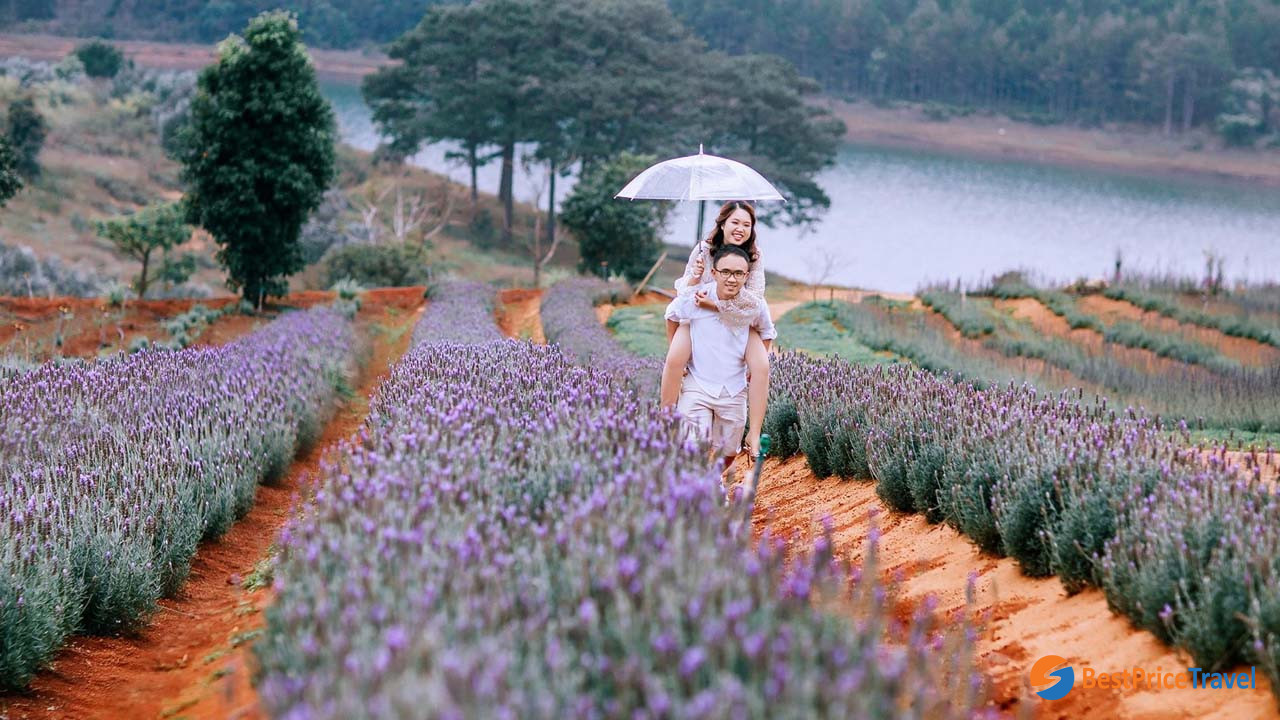 Lavender Garden