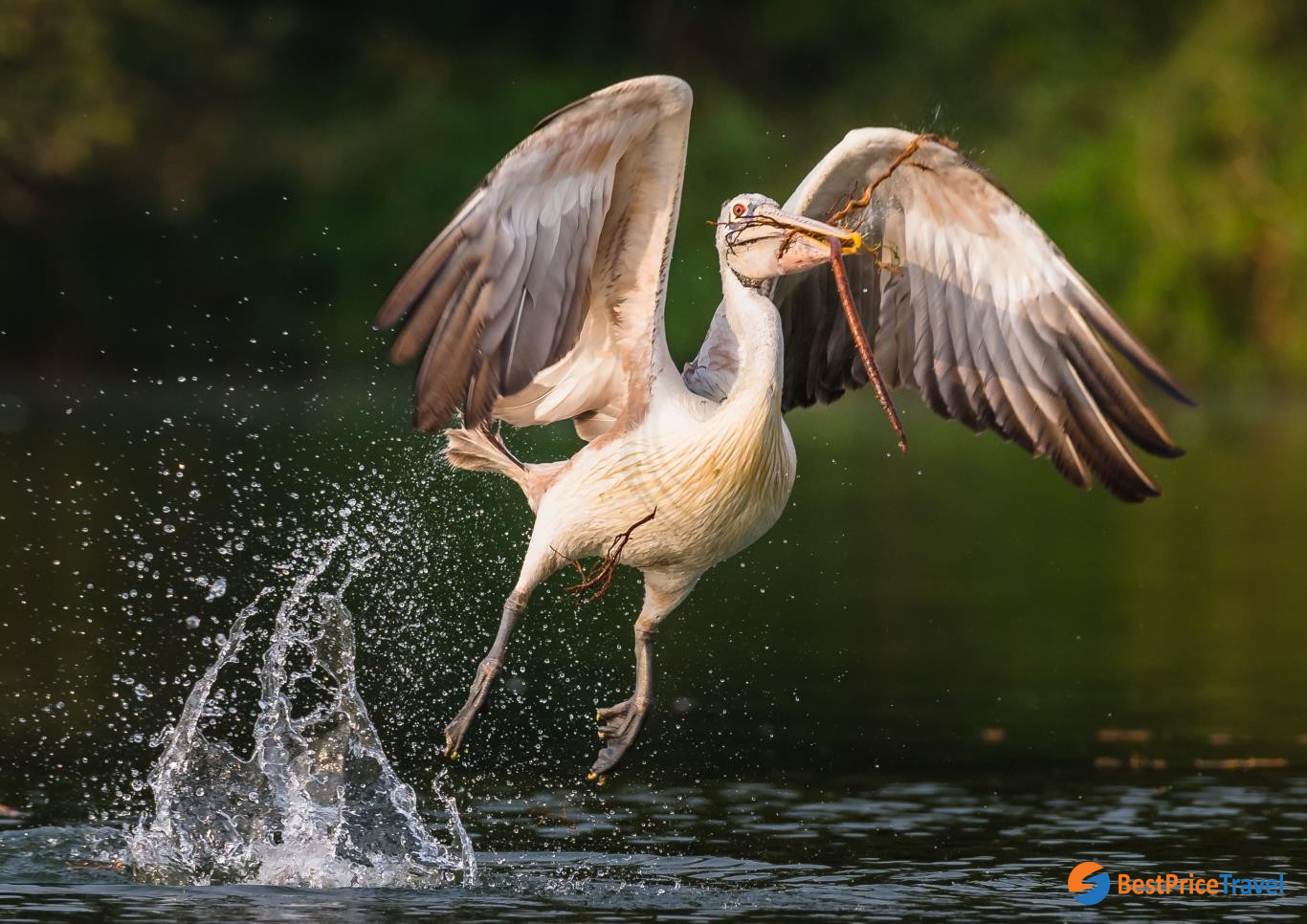 December - May is the best time to visit Prek Toal