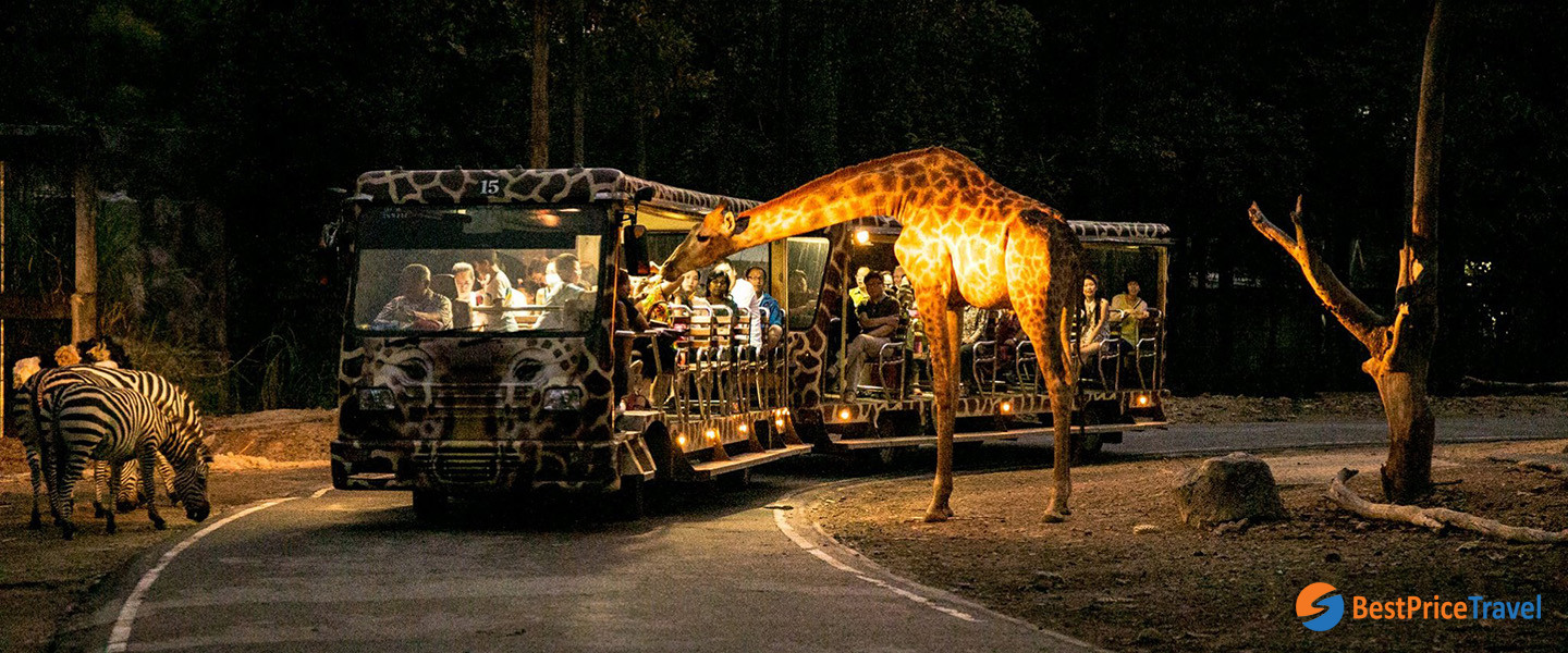 Chiang Mai Night Safari Trip