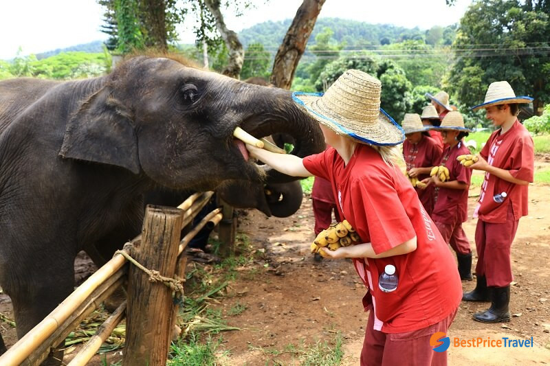 Tourists are feeding elephants