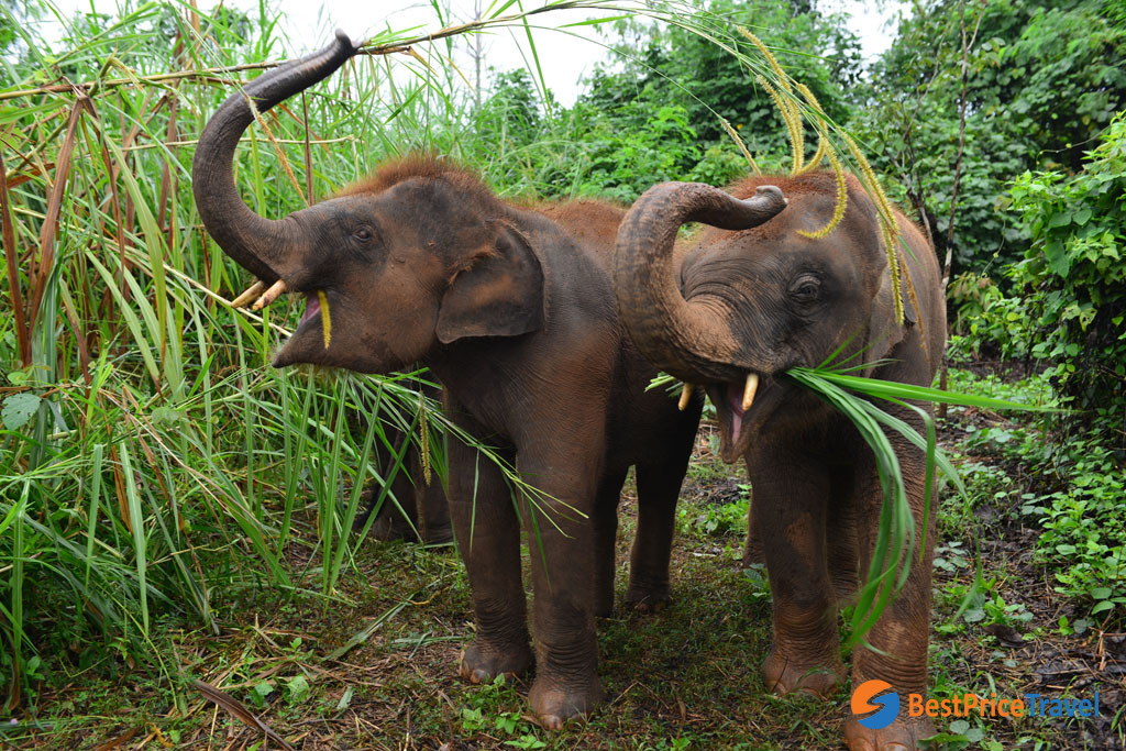 Baby elephants at rescue park