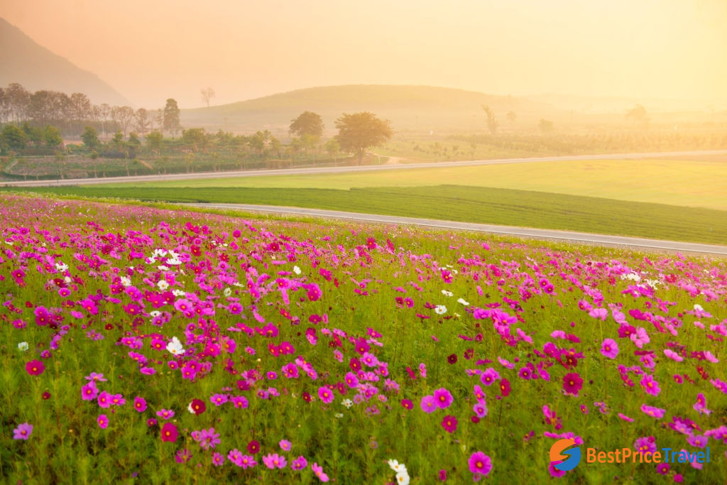 Singaha Park is a wonderland of flowers