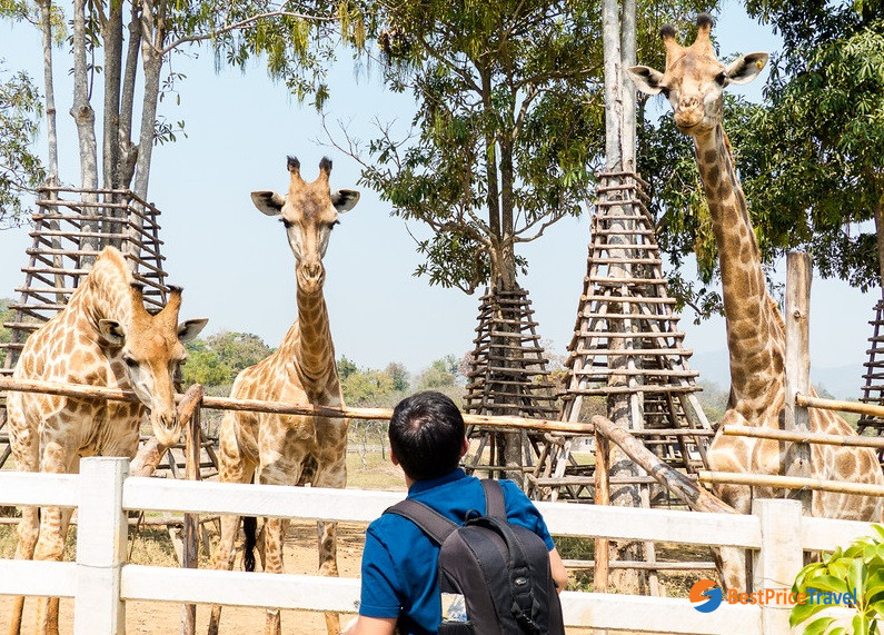 Giraffe farm in Singaha Park