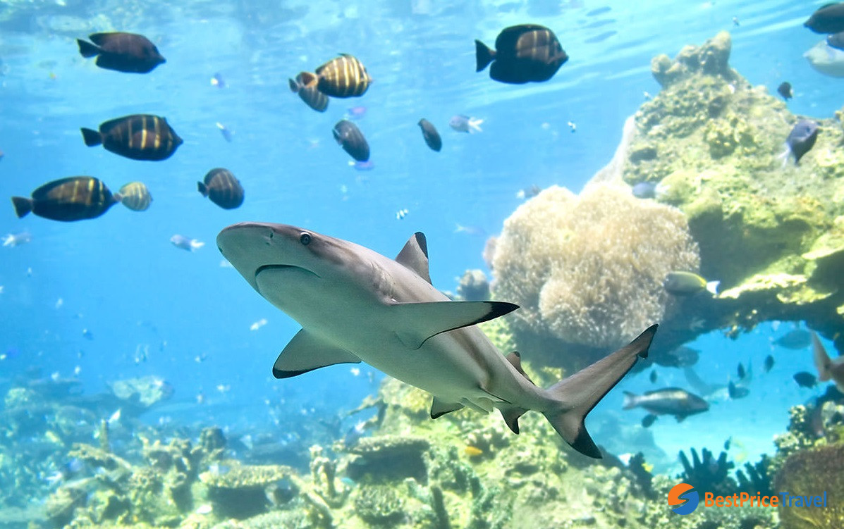 Shark-watching tour in Phi Phi Islands