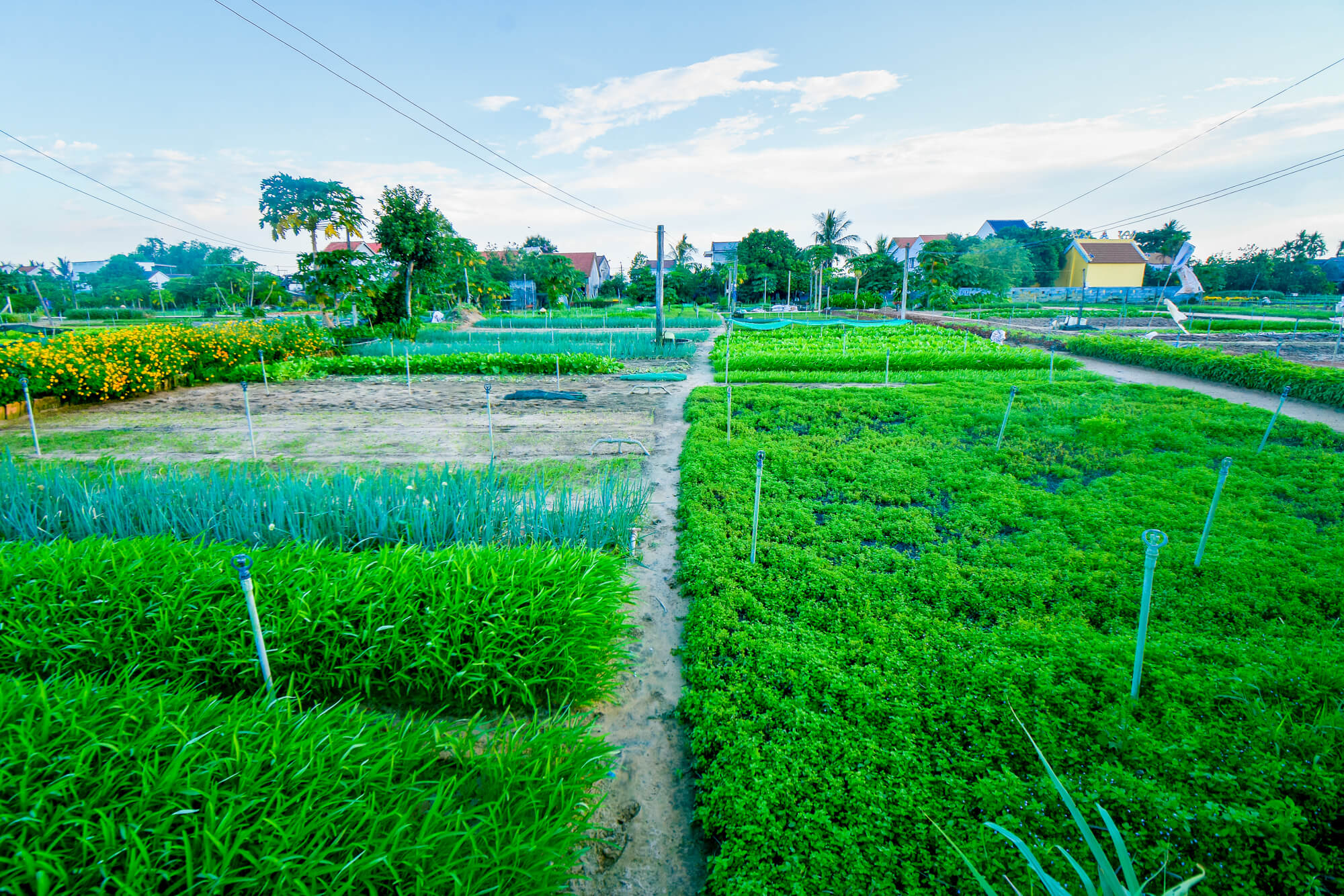 Tra Que vegestable garden