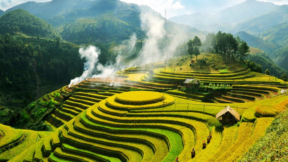 Vietnam Rice Terrace Fields