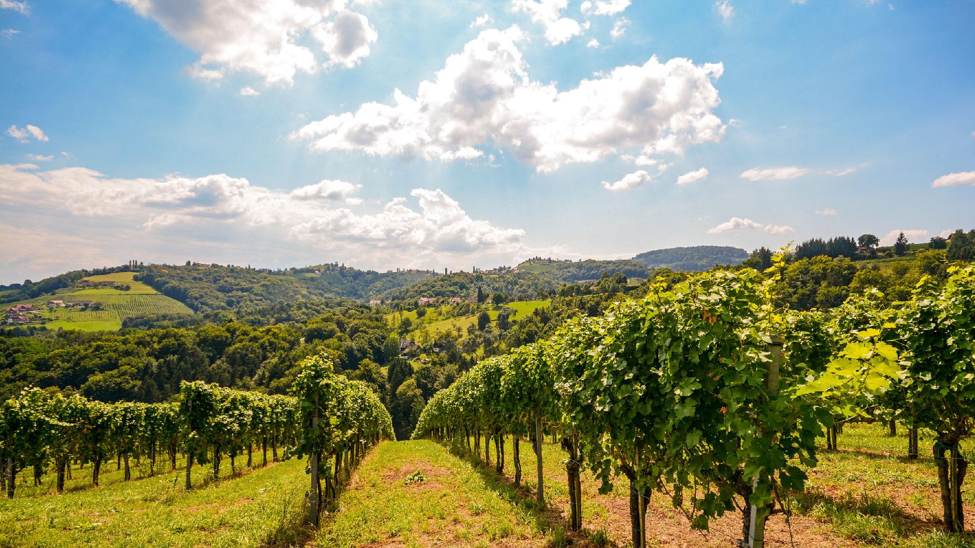 Moonsoon Valley Vineyard 