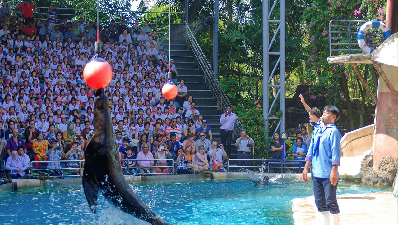 Dolphin Show