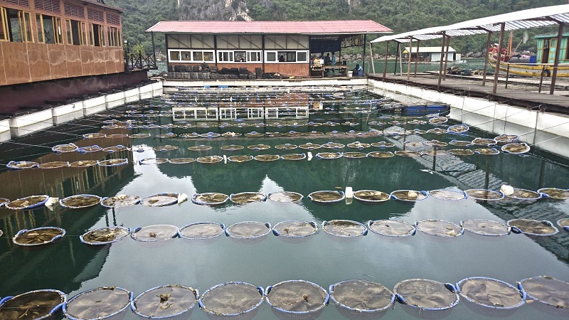 Pearl farm halong bay 