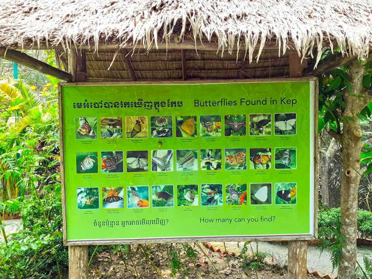 Information Board Of Butterfly