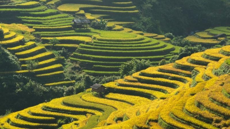 Mu Cang Chai Yen Bai