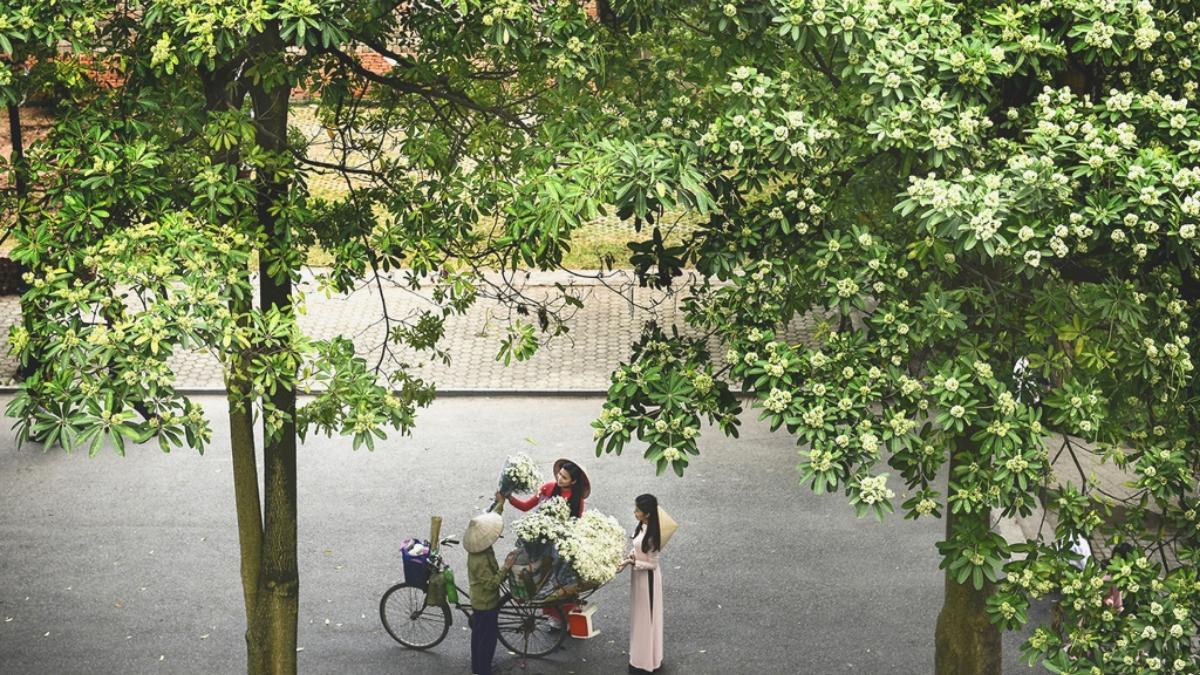 Milk flowers with passionate scent in Hanoi Old Quarter