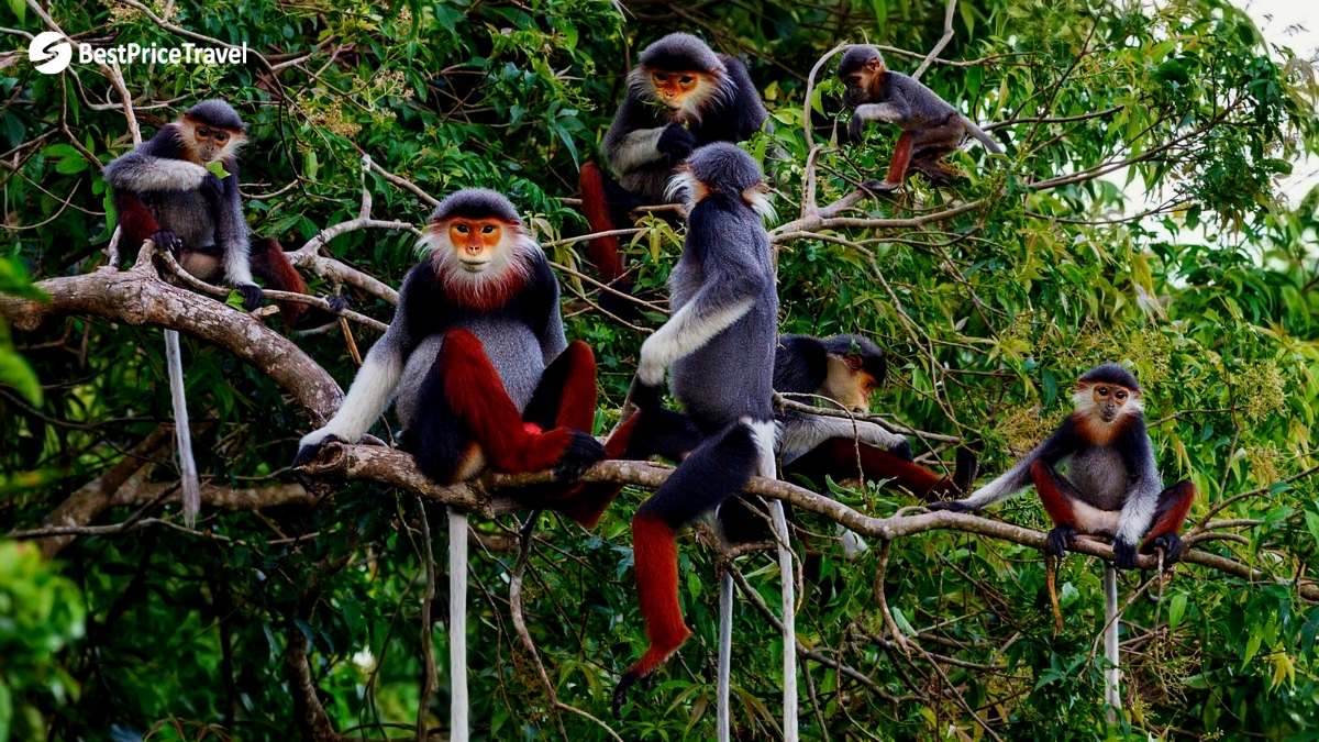 Cuc Phuong National Park, where a variety of animals live together