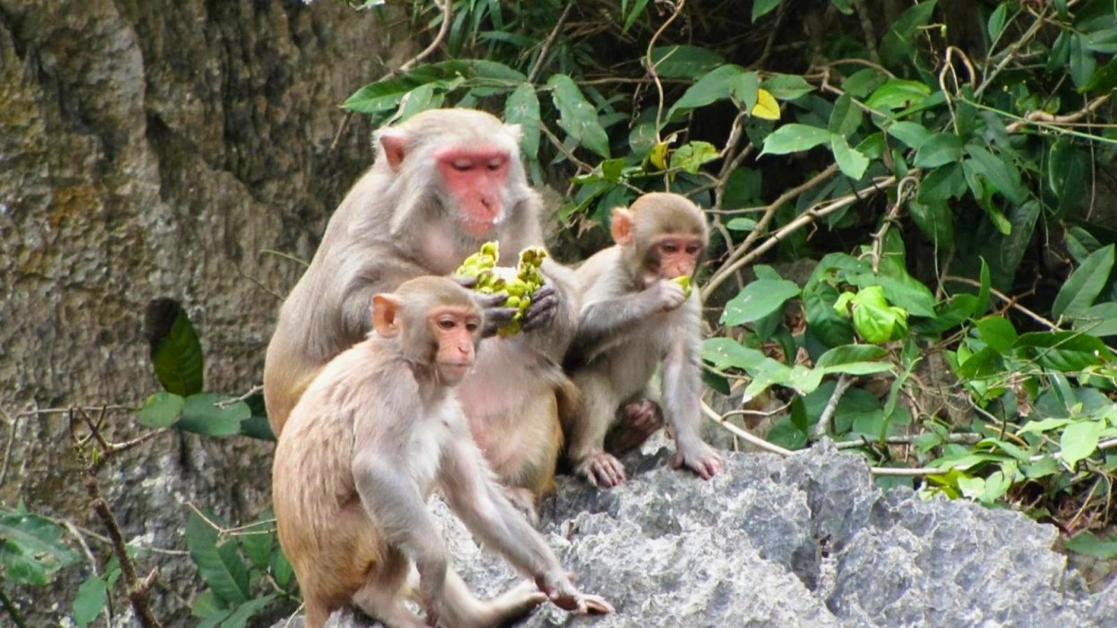 Lovely Golden Monkey In Luon Cave