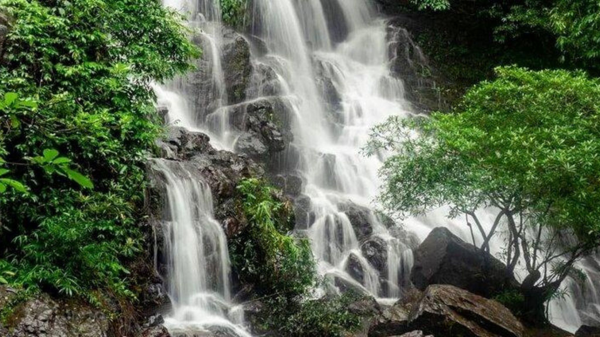 Immerse In The Tranquil Scene In Botanical Garden