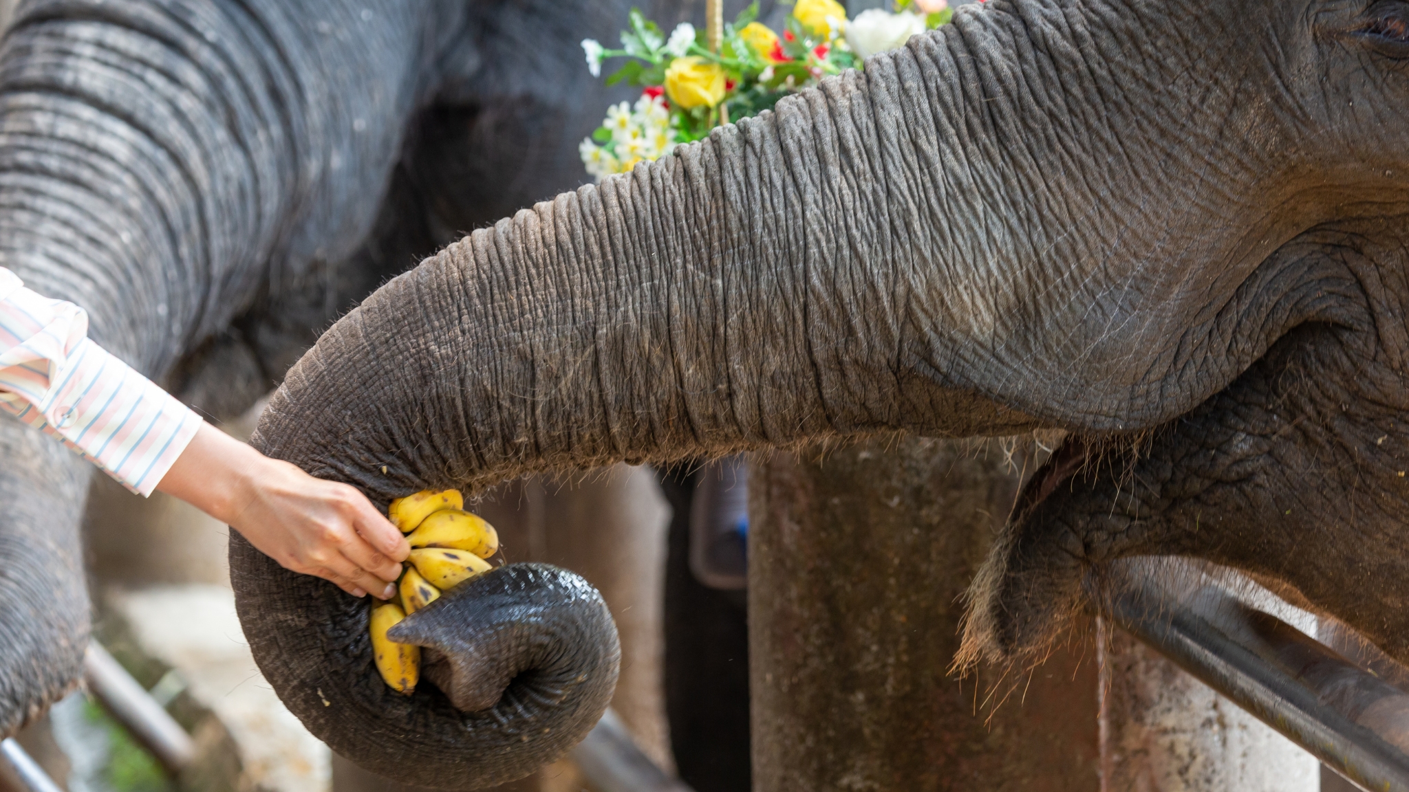 Feed The Elephant At Village