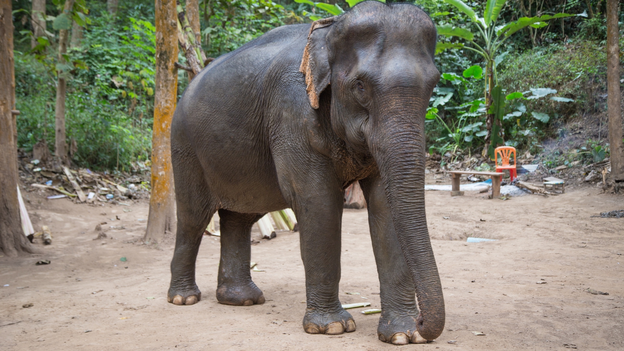 Elephant Camp Luang Prabang
