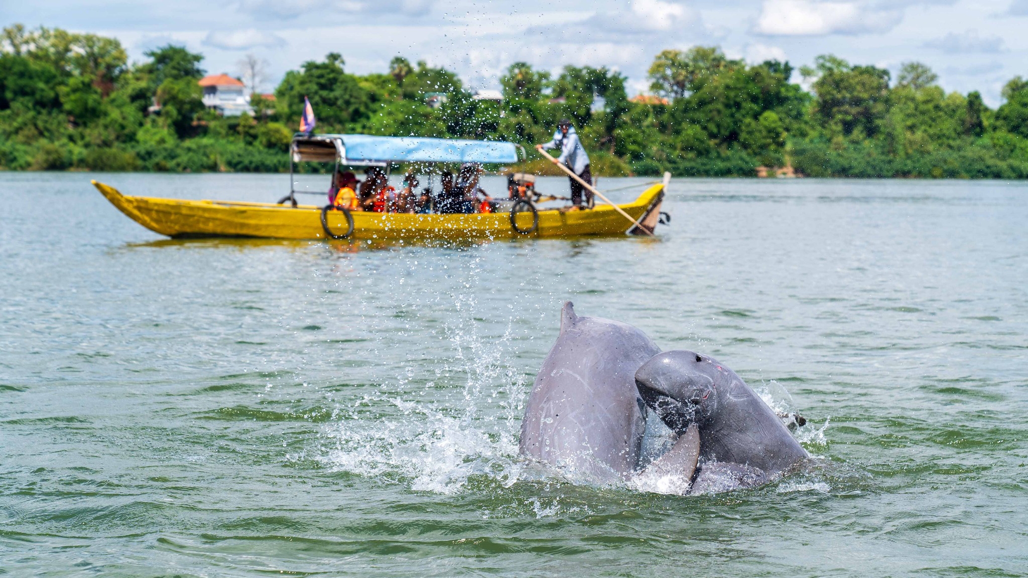 Catch A Glimpse Of The Rare Dolphin Species