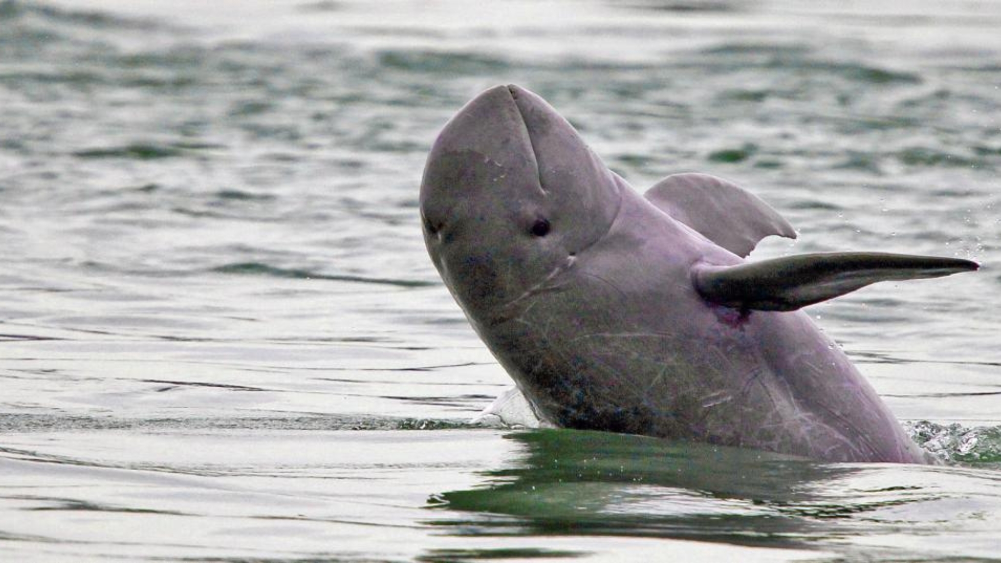 Irrawaddy Freshwater Dolphin