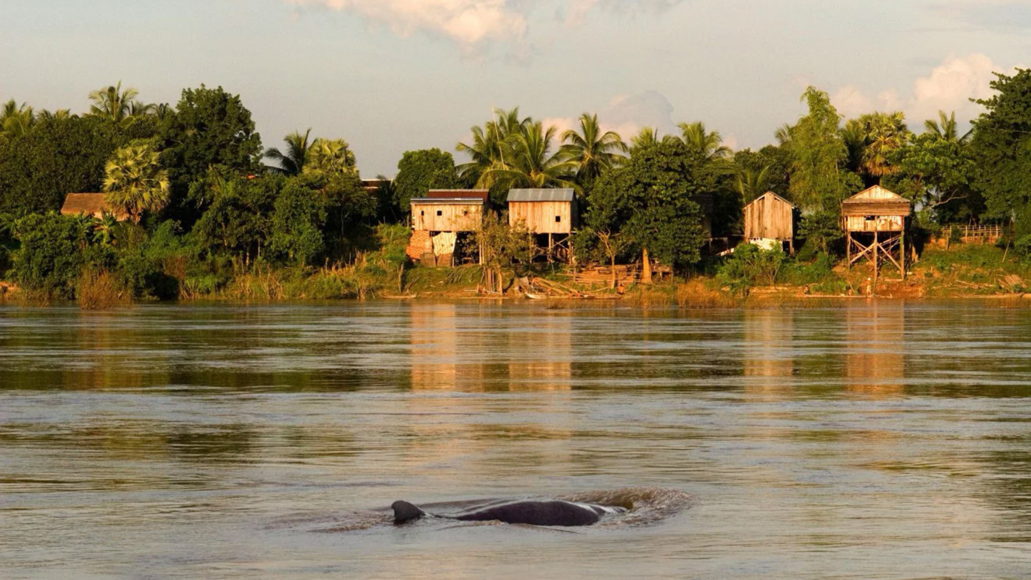 The Idyllic Countryside Landscape Along The Mekong River
