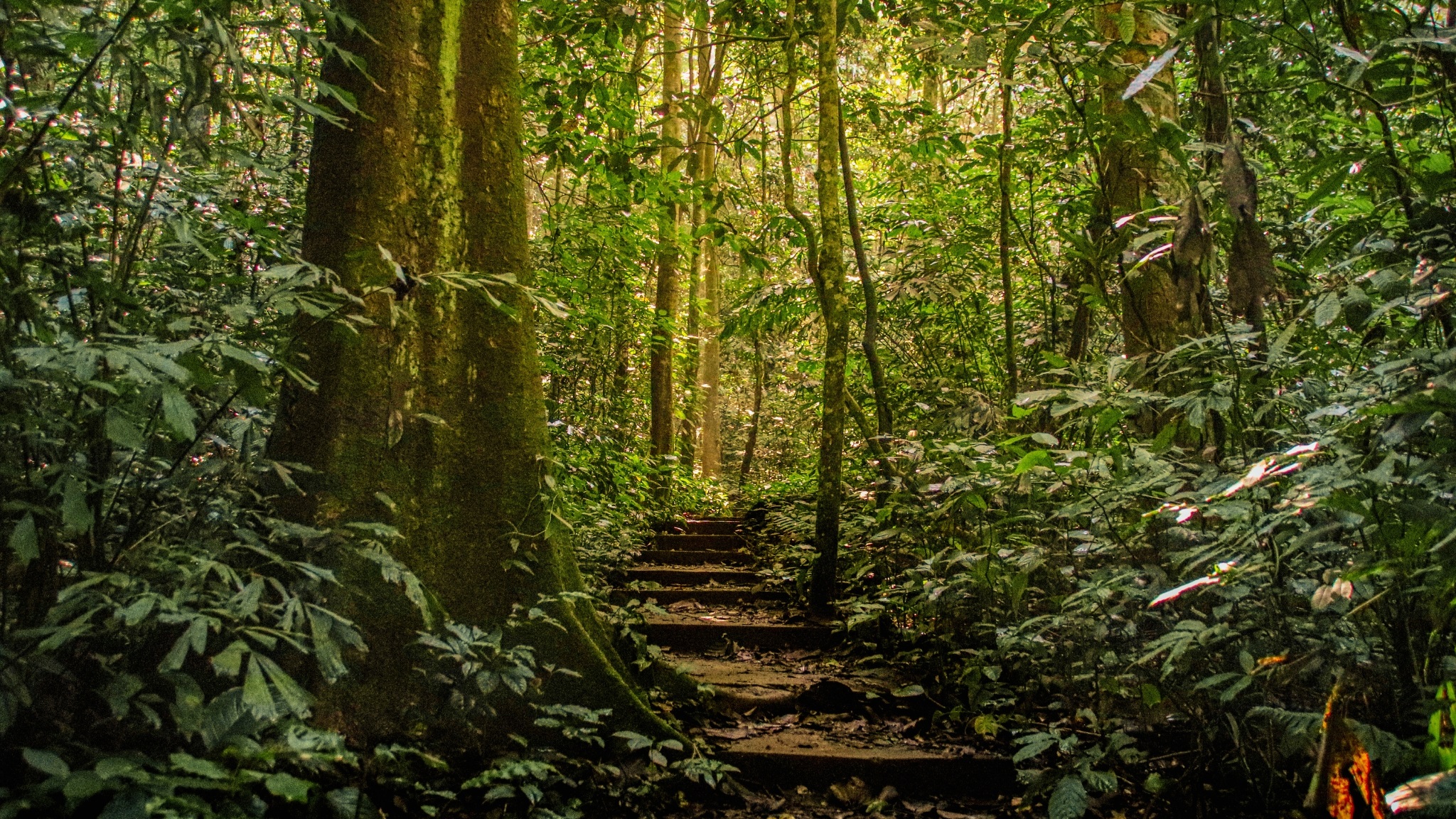 Explore The Wildlife Of Vietnamese Forest